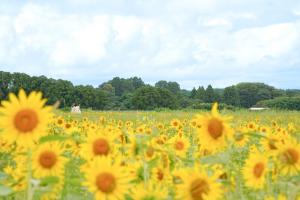 広報都城令和7年8月号届けたい都城の風景「南部ふれあい広場」の写真