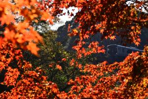 広報都城令和8年1月号届けたい都城「青井岳自然公園」の写真