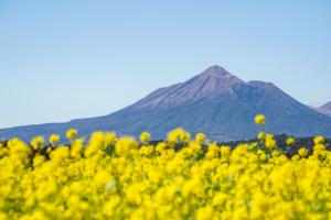 広報都城令和8年4月号届けたい都城の風景「菜の花と霧島山」の写真